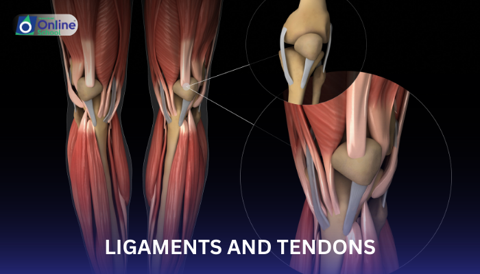 Lesson 06: Ligaments and Tendons